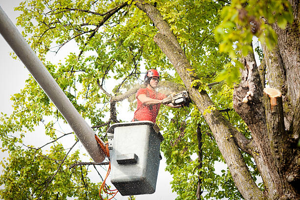 Best Fruit Tree Pruning  in Cresson, PA